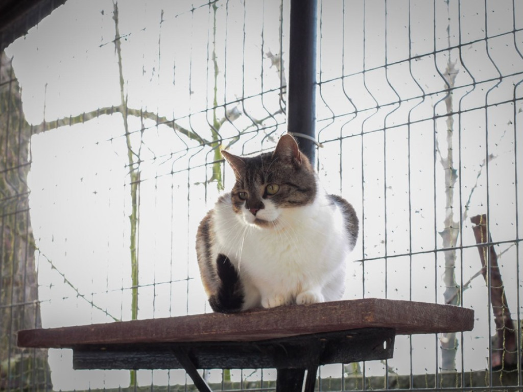 Toniemy w kotach! Apel Amicusa o adopcję, bo mruczków jest tak dużo, że brakuje dla nich miejsca