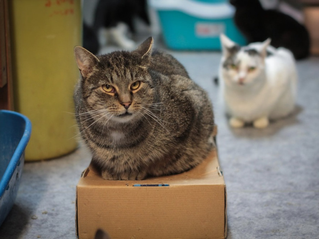 Toniemy w kotach! Apel Amicusa o adopcję, bo mruczków jest tak dużo, że brakuje dla nich miejsca