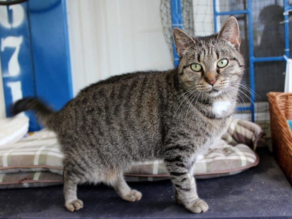 Toniemy w kotach! Apel Amicusa o adopcję, bo mruczków jest tak dużo, że brakuje dla nich miejsca