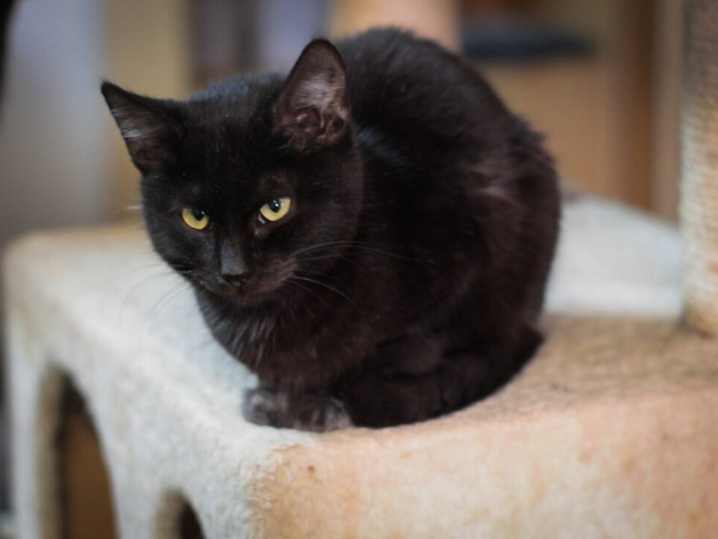 Toniemy w kotach! Apel Amicusa o adopcję, bo mruczków jest tak dużo, że brakuje dla nich miejsca