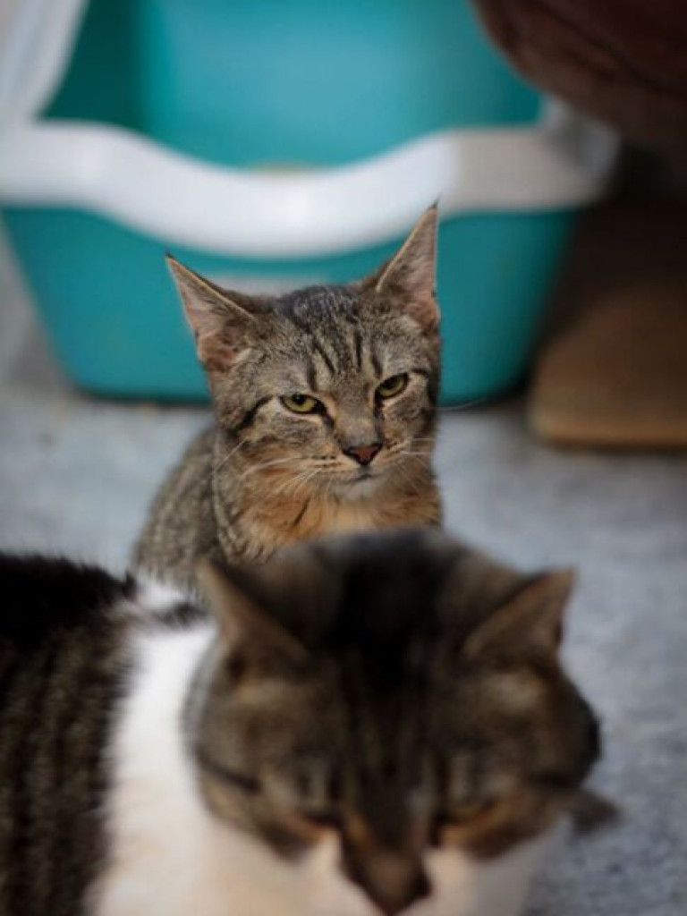 Toniemy w kotach! Apel Amicusa o adopcję, bo mruczków jest tak dużo, że brakuje dla nich miejsca