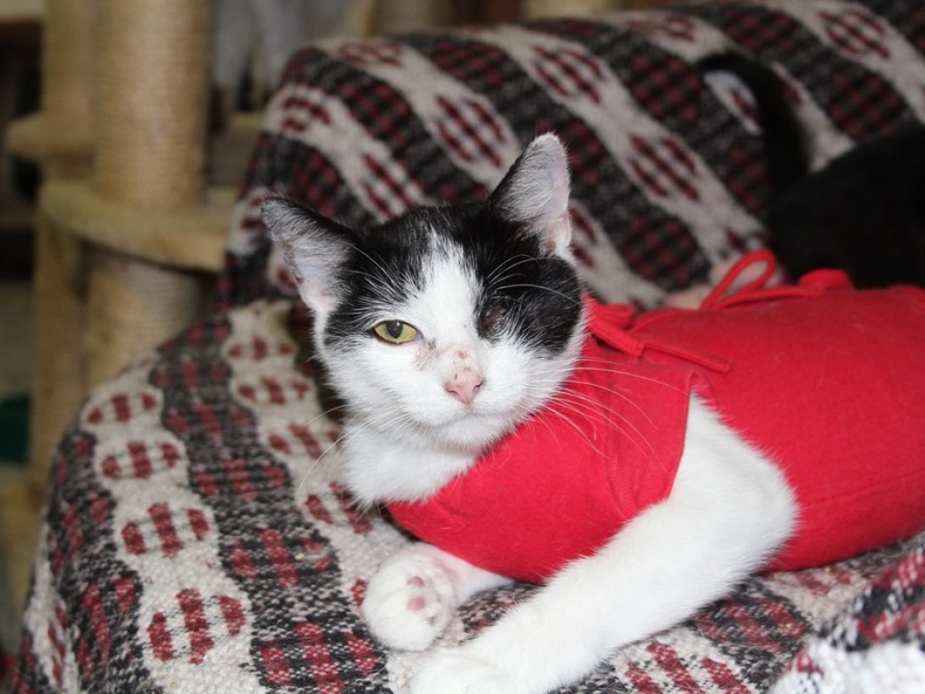 Toniemy w kotach! Apel Amicusa o adopcję, bo mruczków jest tak dużo, że brakuje dla nich miejsca