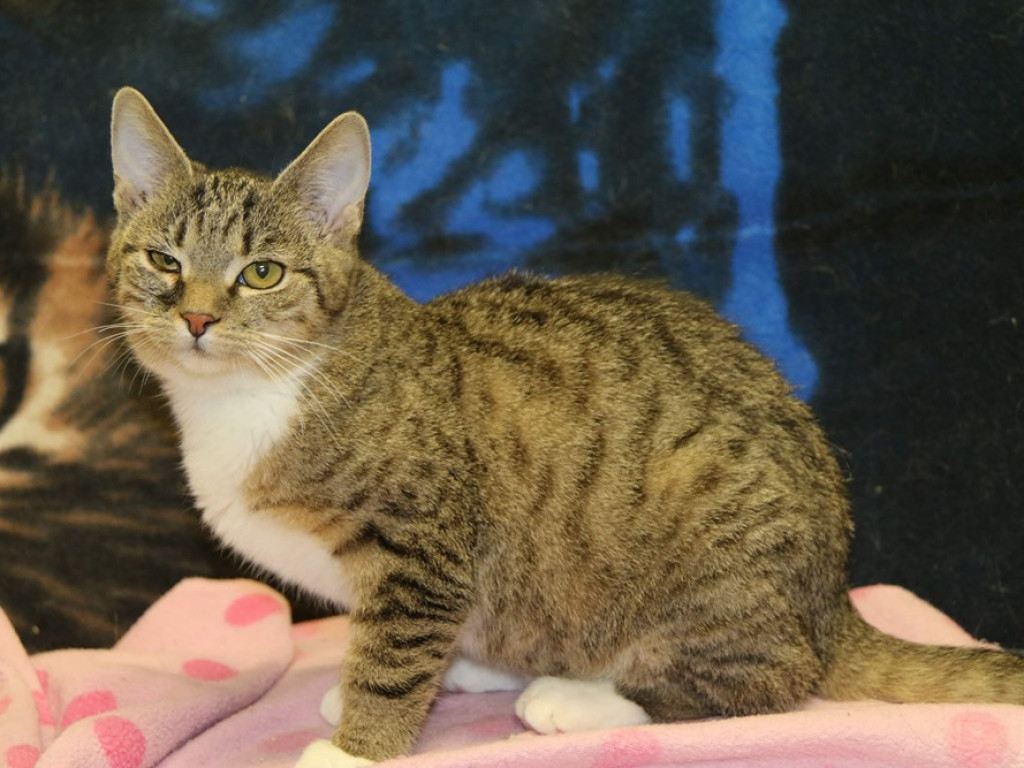 Toniemy w kotach! Apel Amicusa o adopcję, bo mruczków jest tak dużo, że brakuje dla nich miejsca