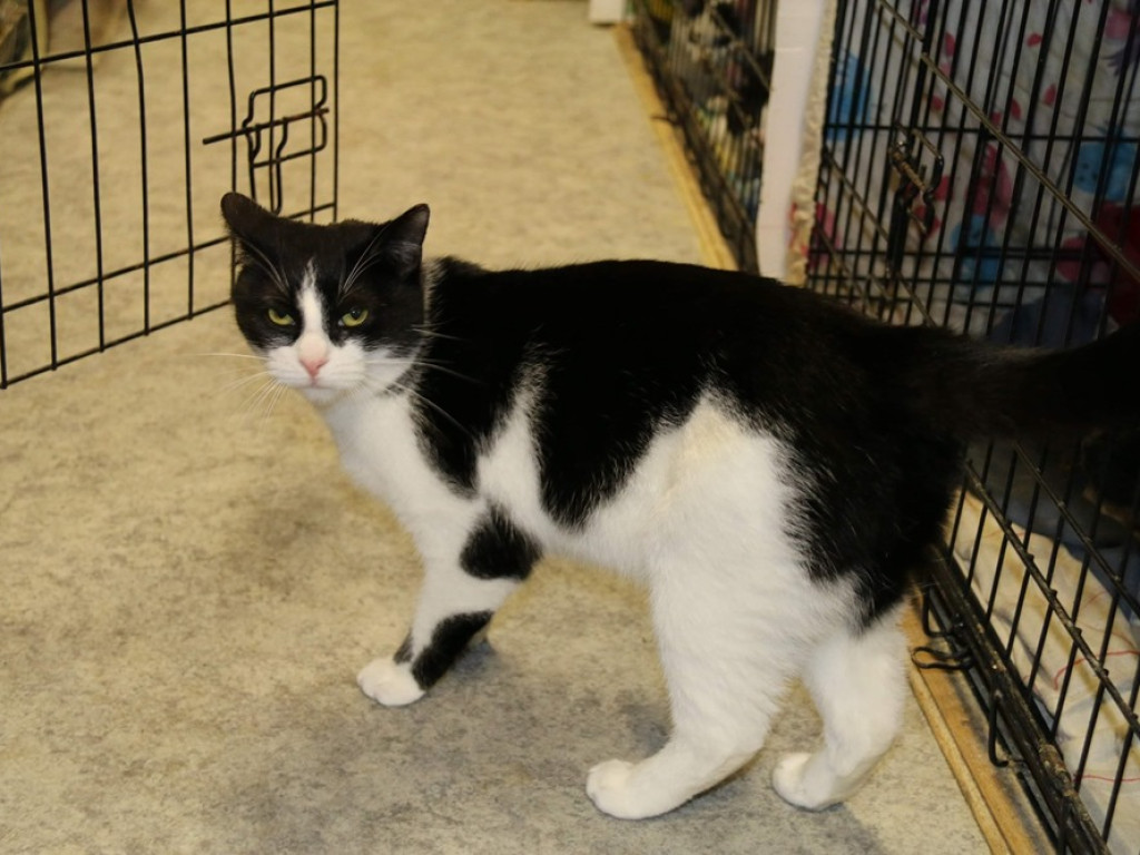 Toniemy w kotach! Apel Amicusa o adopcję, bo mruczków jest tak dużo, że brakuje dla nich miejsca