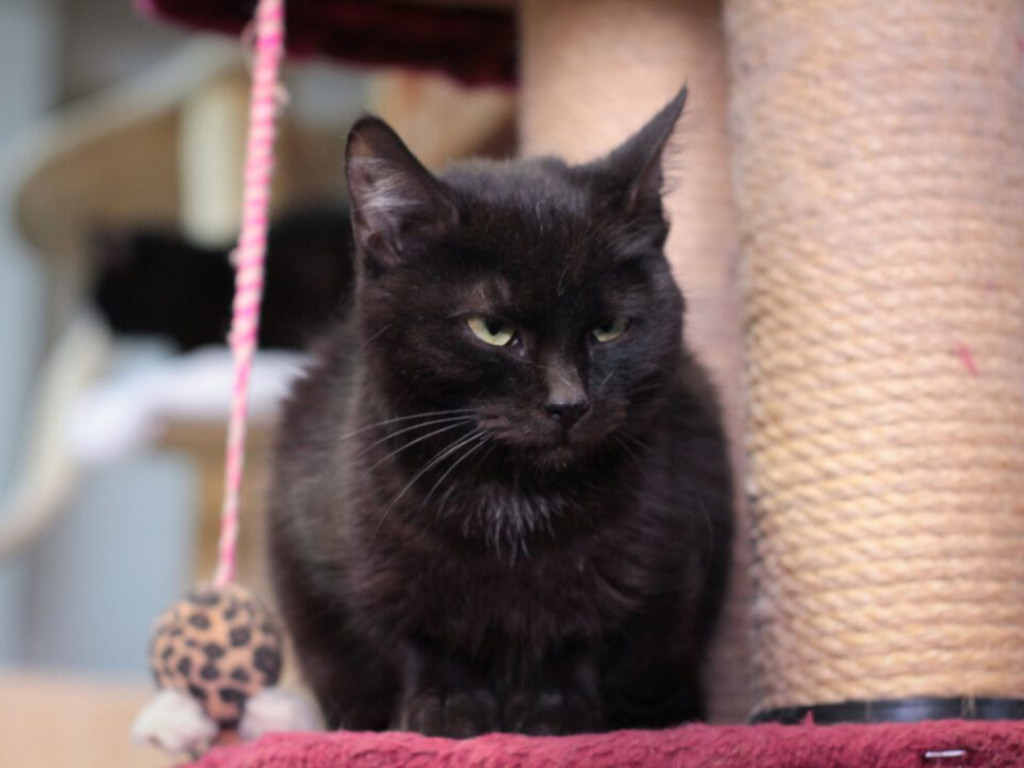 Toniemy w kotach! Apel Amicusa o adopcję, bo mruczków jest tak dużo, że brakuje dla nich miejsca