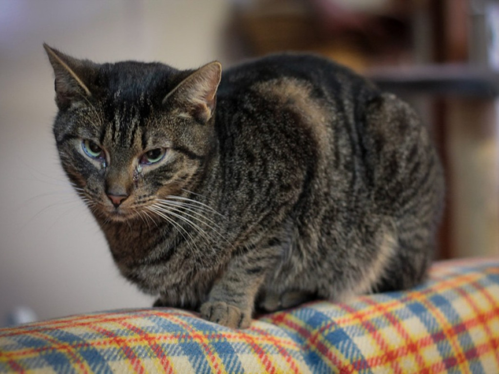 Toniemy w kotach! Apel Amicusa o adopcję, bo mruczków jest tak dużo, że brakuje dla nich miejsca