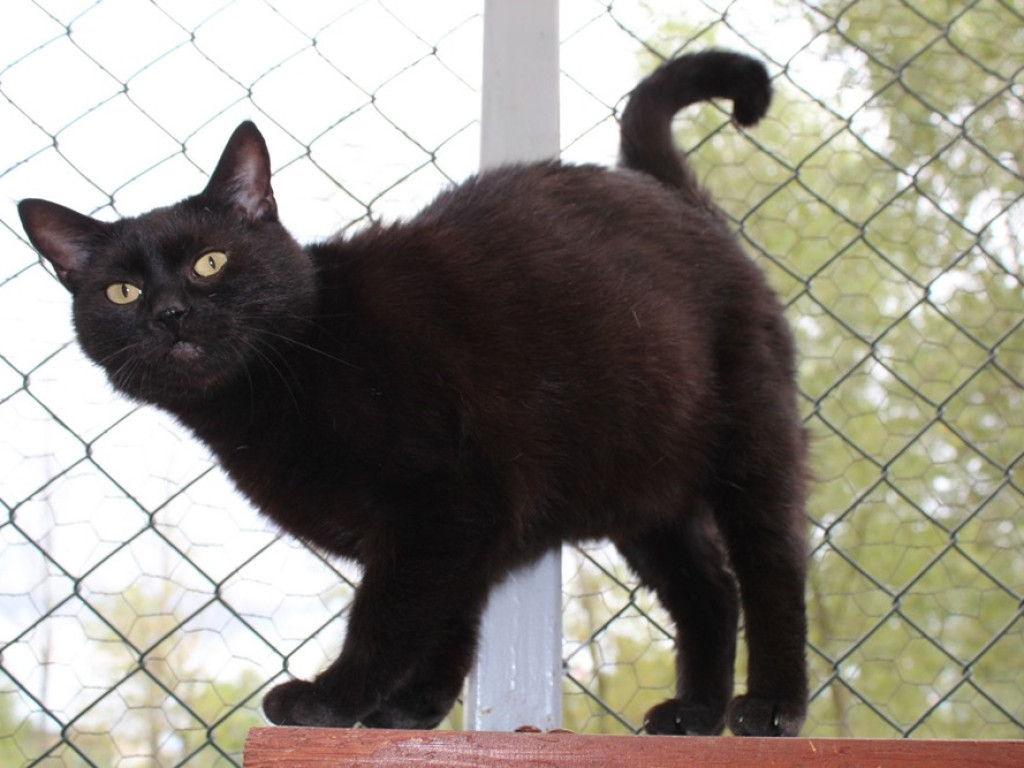 Toniemy w kotach! Apel Amicusa o adopcję, bo mruczków jest tak dużo, że brakuje dla nich miejsca