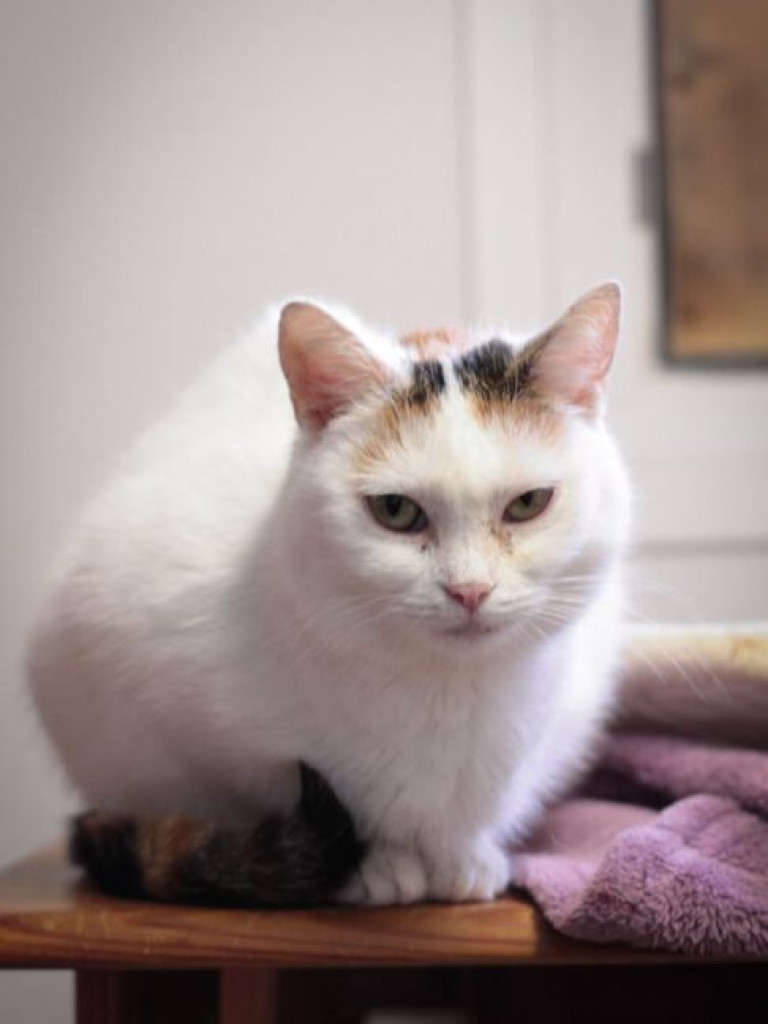 Toniemy w kotach! Apel Amicusa o adopcję, bo mruczków jest tak dużo, że brakuje dla nich miejsca