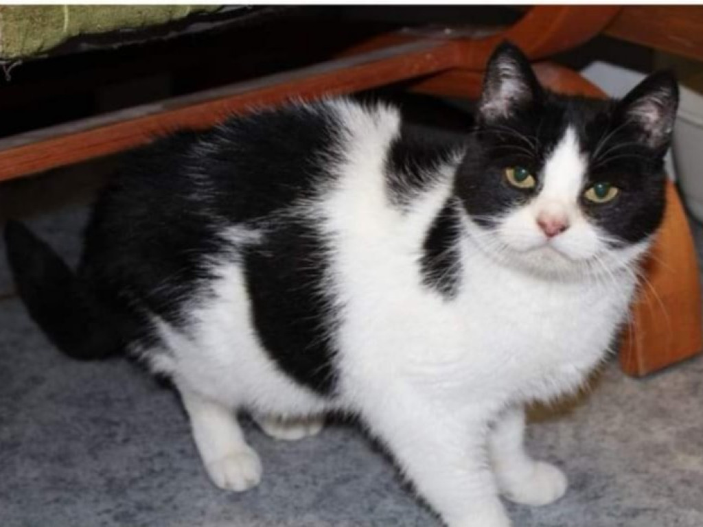 Toniemy w kotach! Apel Amicusa o adopcję, bo mruczków jest tak dużo, że brakuje dla nich miejsca