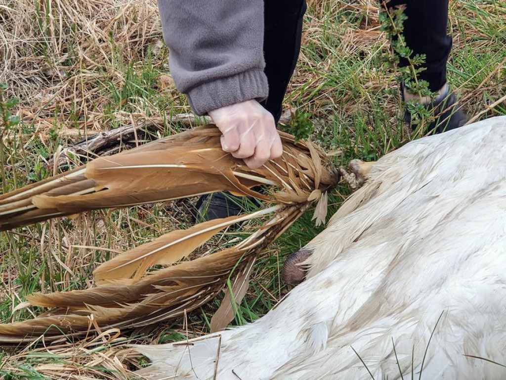 Uratowali rannego łabędzia.  W trudną akcję zaangażowało się wiele osób