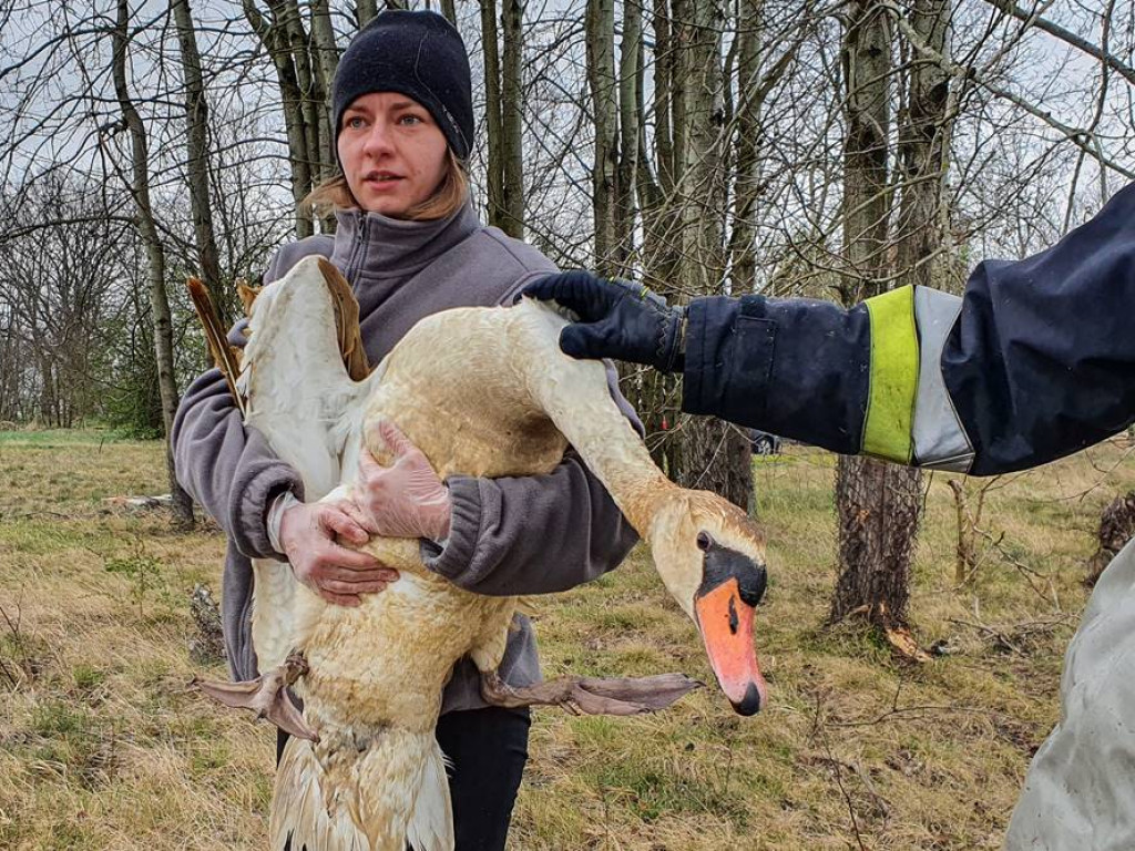 Uratowali rannego łabędzia.  W trudną akcję zaangażowało się wiele osób