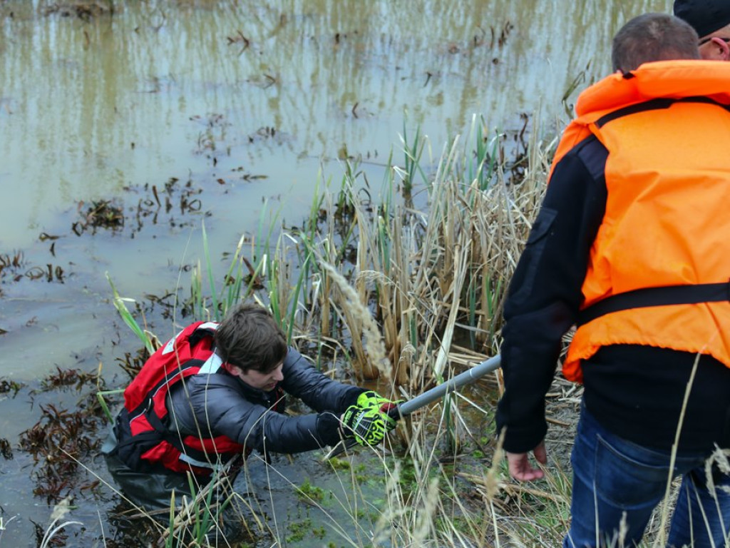 Uratowali rannego łabędzia.  W trudną akcję zaangażowało się wiele osób