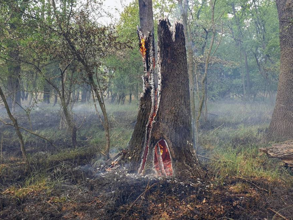 Cztery zastępy gasiły pożar przy ulicy Krochmalnej