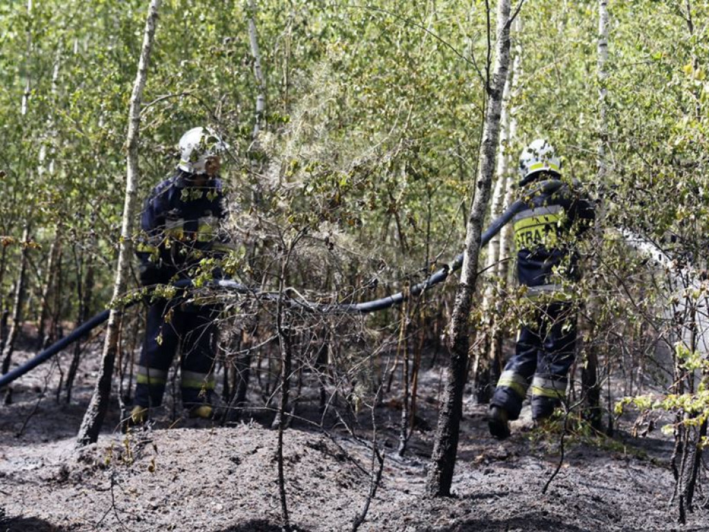 Kolejny pożar lasu. Tym razem koło Krążkowa