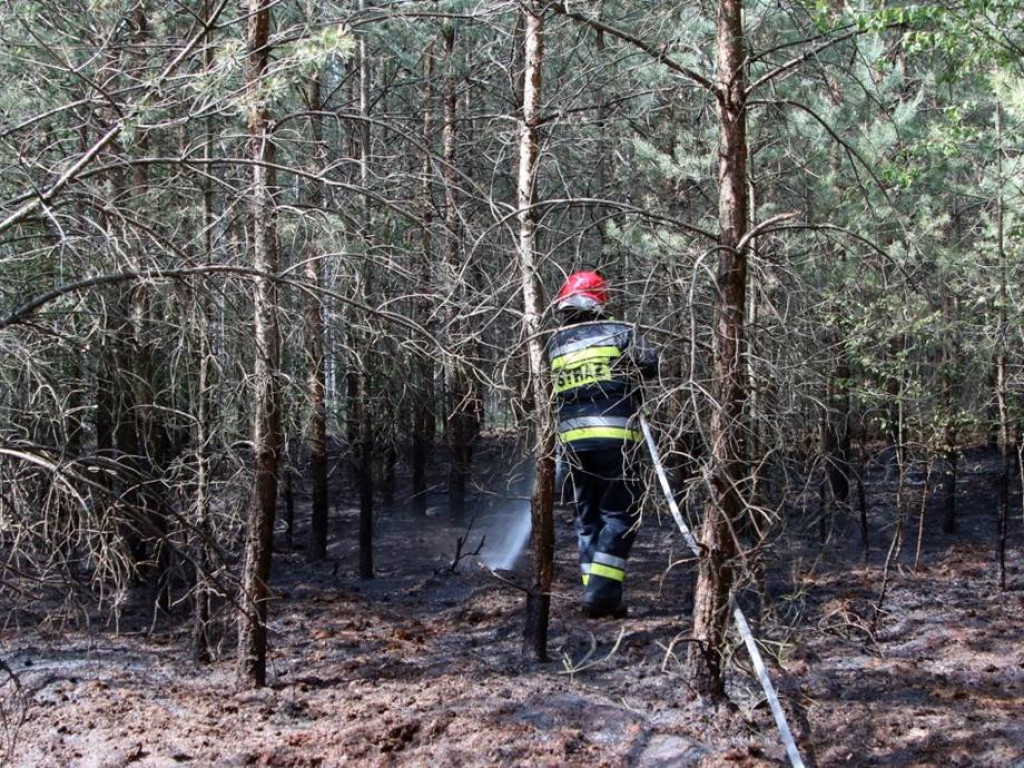 Kolejny pożar lasu. Tym razem koło Krążkowa