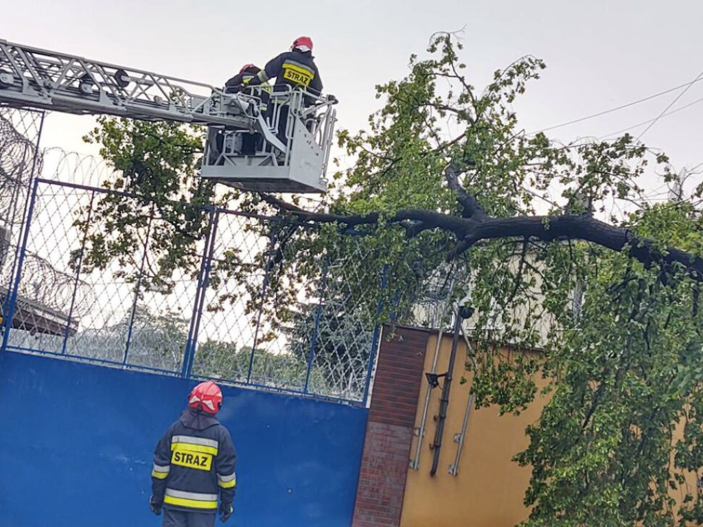 Spadło drzewo i uszkodziło dwa samochody