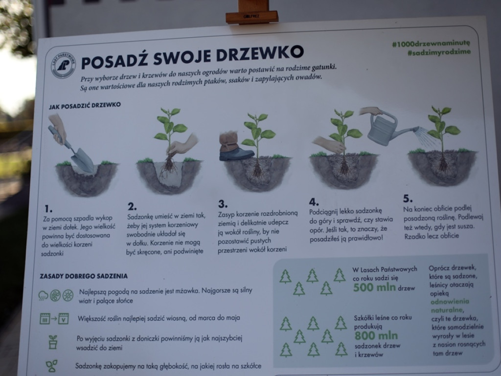 Drzewka idą od ręki! Ogromne zainteresowanie akcją leśników