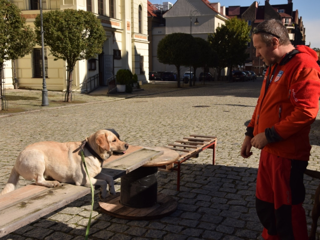Można dowiedzieć się trochę o ich pracy. OSP JRS z psami w rynku