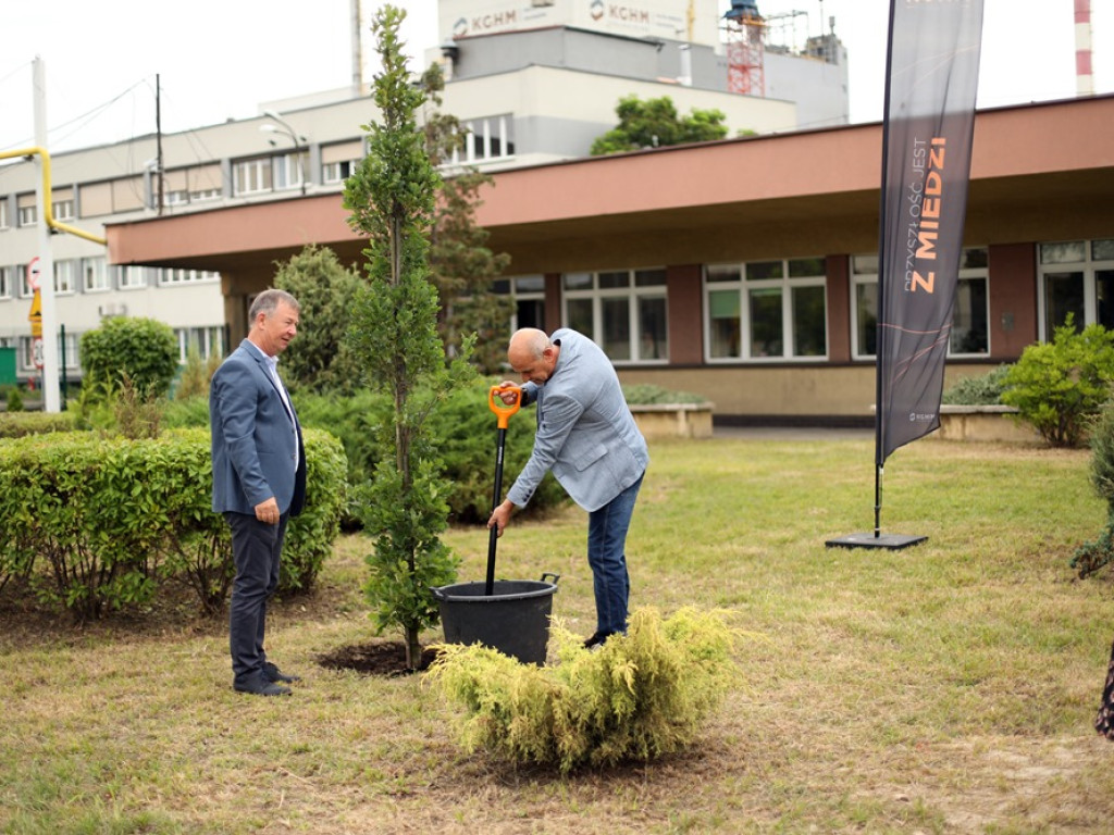 Pięć dębów na 50-lecie Huty Miedzi Głogów. Wyjątkowy jubileusz