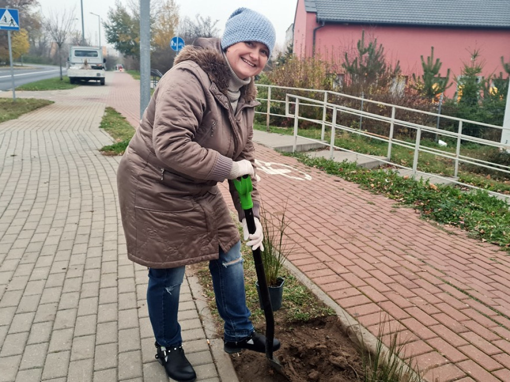 To będzie zielony przystanek! Pierwszy taki w Głogowie [ZDJĘCIA]