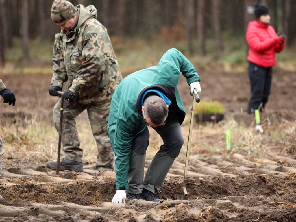 Tutaj był odwiert gazu, teraz rośnie las. I to wszystko z dedykacją dla strażaków ochotników [ZDJĘCIA]