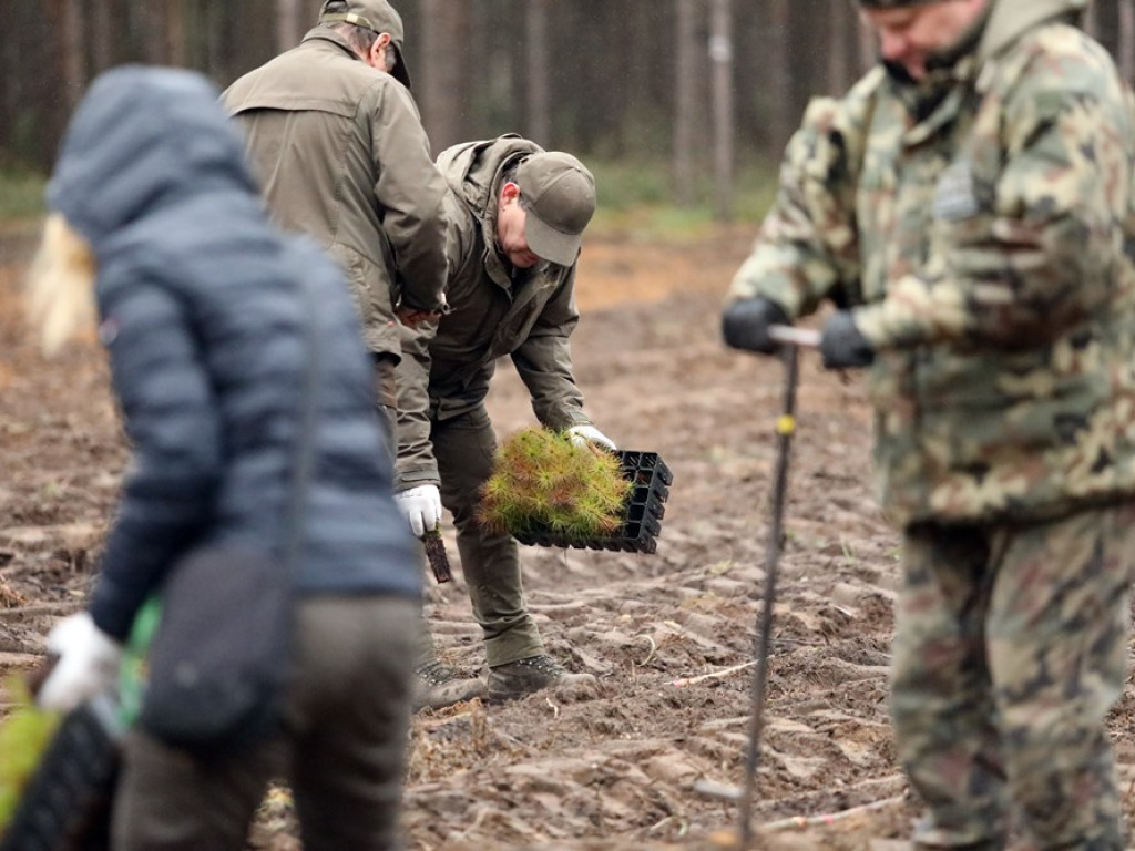 Tutaj był odwiert gazu, teraz rośnie las. I to wszystko z dedykacją dla strażaków ochotników [ZDJĘCIA]
