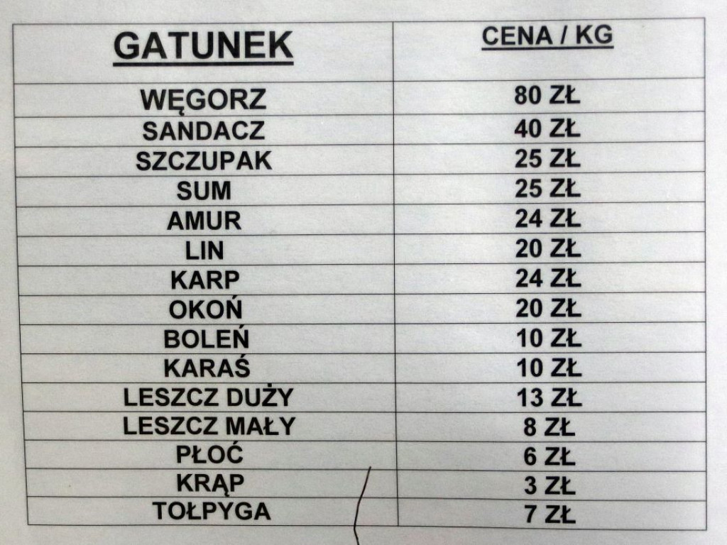 Karpie już w sprzedaży. Gdzie? W Gospodarstwie Rybackim w Sławie