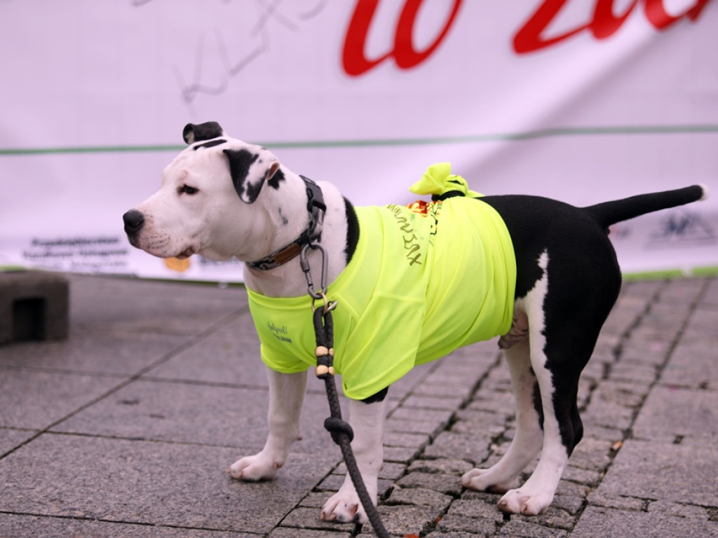 700 uczestników na starcie Noworocznego Marszobiegu w Głogowie [ZDJĘCIA]