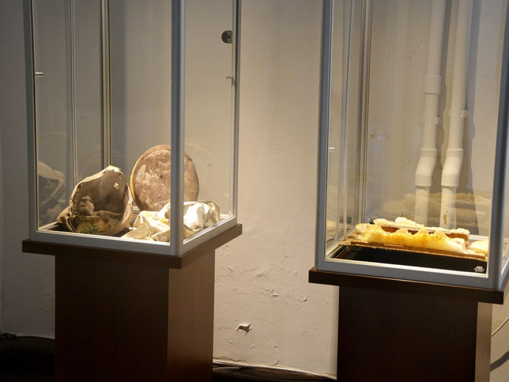Sekretne życie pszczół i bartników. Taka wystawa w głogowskim muzeum [ZDJĘCIA]