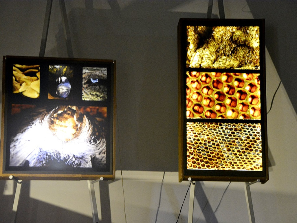 Sekretne życie pszczół i bartników. Taka wystawa w głogowskim muzeum [ZDJĘCIA]