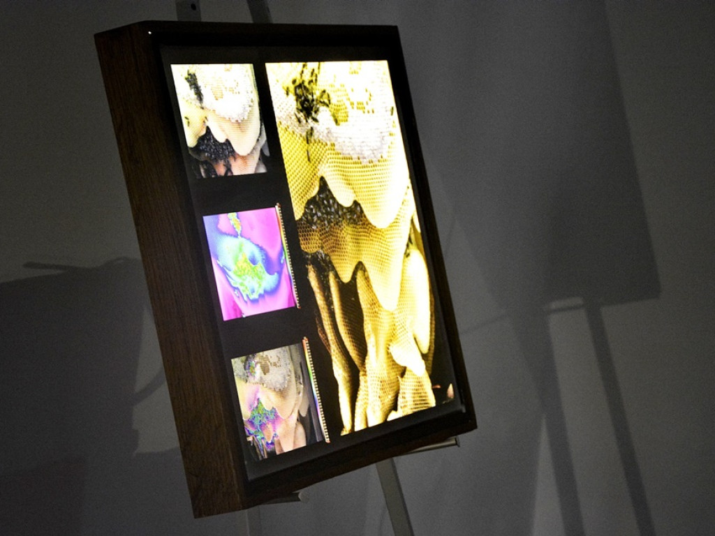 Sekretne życie pszczół i bartników. Taka wystawa w głogowskim muzeum [ZDJĘCIA]