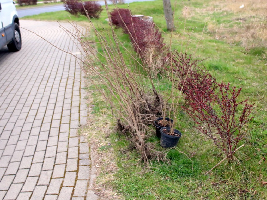 Nowa Lewica posadziła drzewa w rocznicę powstania partii [ZDJĘCIA]