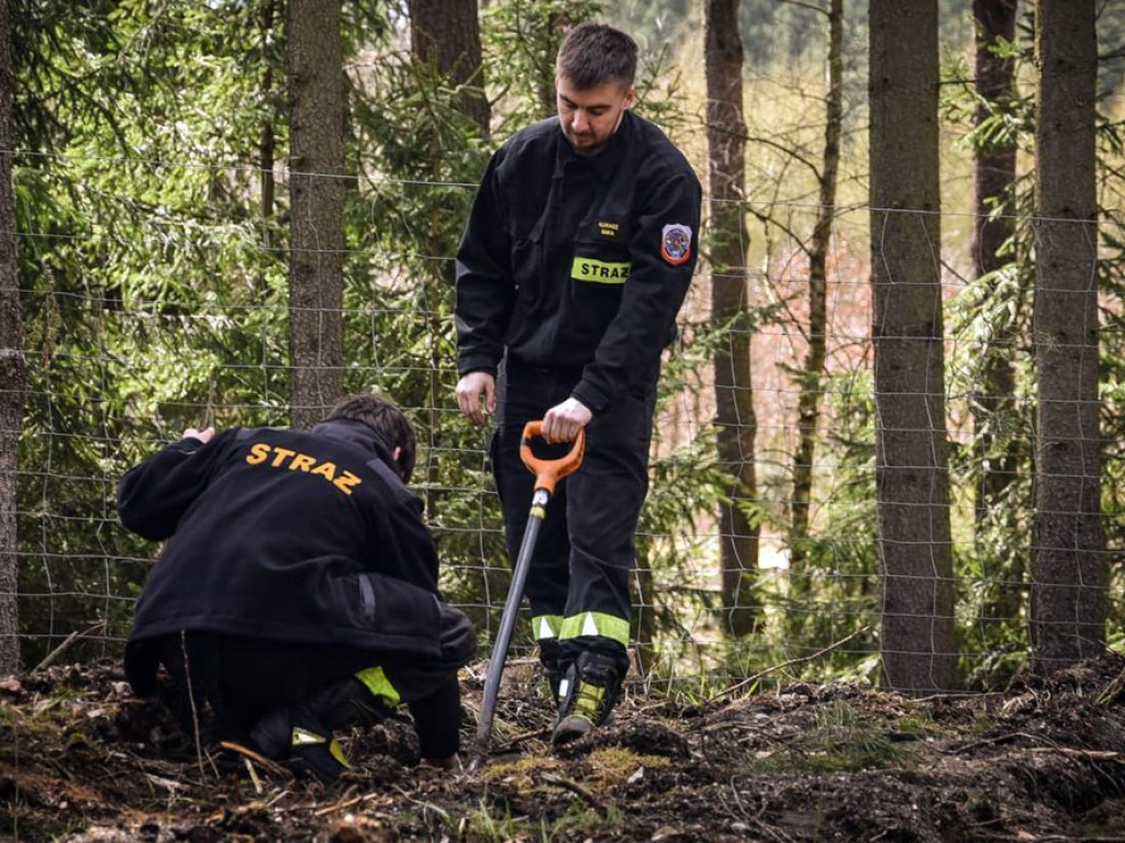 Sadzili las z strażakami ochotnikami. Akcja pod hasłem: Nie tylko gasimy, ale też sadzimy [ZDJĘCIA]