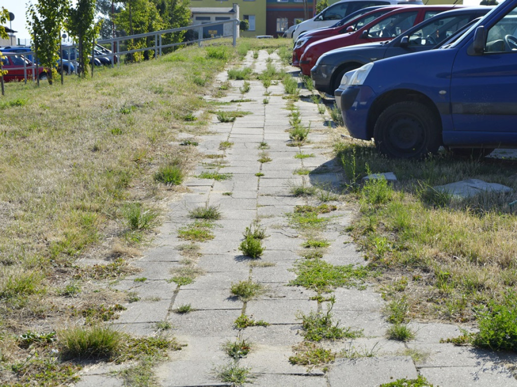 Zarośnięty plac Mieszka I