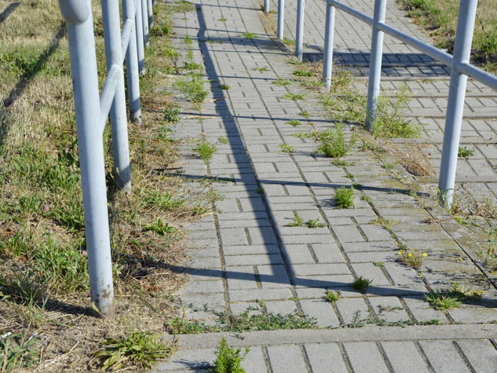 Zarośnięty plac Mieszka I