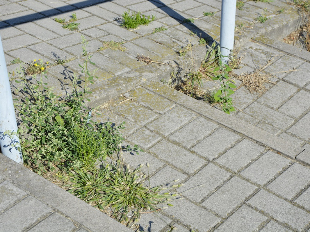 Zarośnięty plac Mieszka I