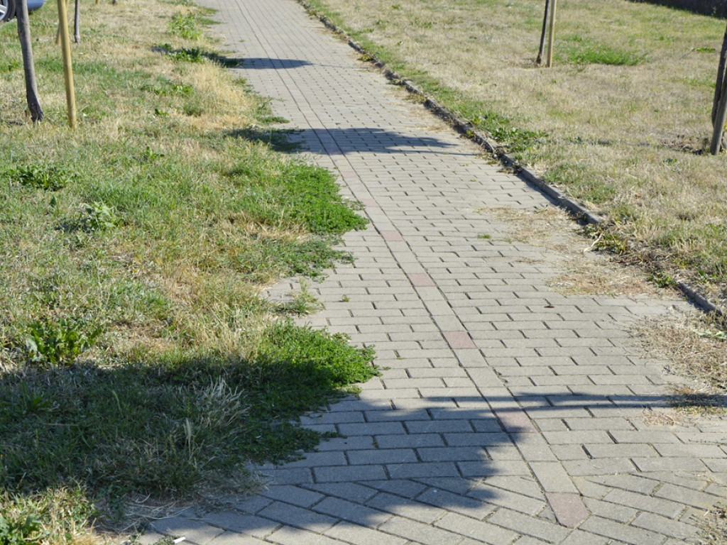Zarośnięty plac Mieszka I