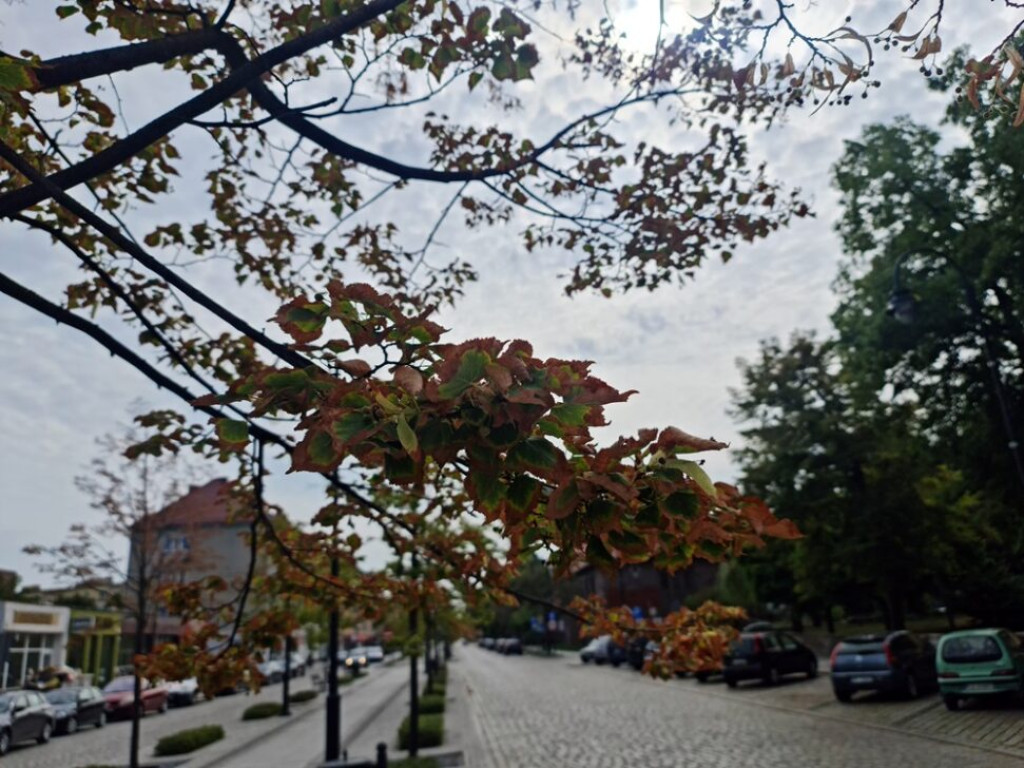 Ale lipa! Drzewa na al. Wolności usychają [ZDJĘCIA]