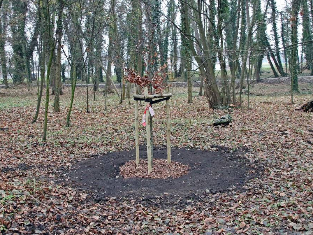 Park w Sławie będzie nie do poznania. Nowy mostek, ławki, posadzono już 100 drzew [Zdjęcia]