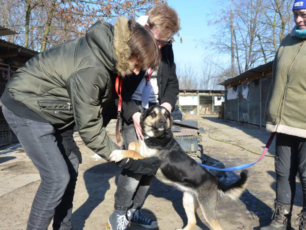 Te pieski zasługują na miłość. Uczniowie liceum opiekują się czworonogami z Amicusa