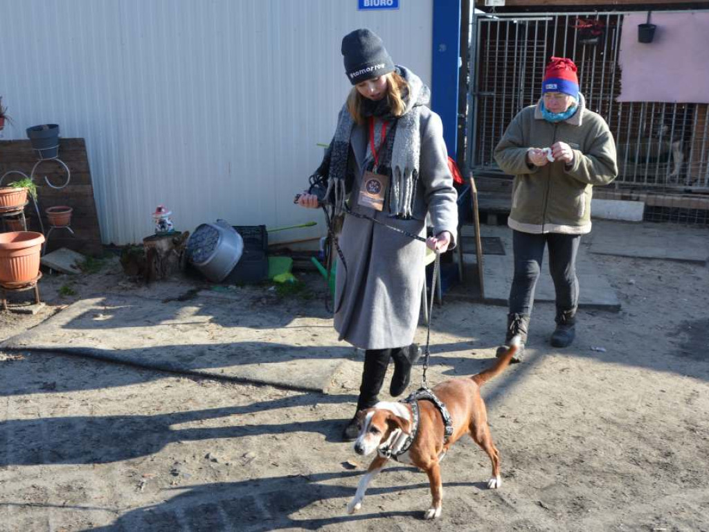 Te pieski zasługują na miłość. Uczniowie liceum opiekują się czworonogami z Amicusa