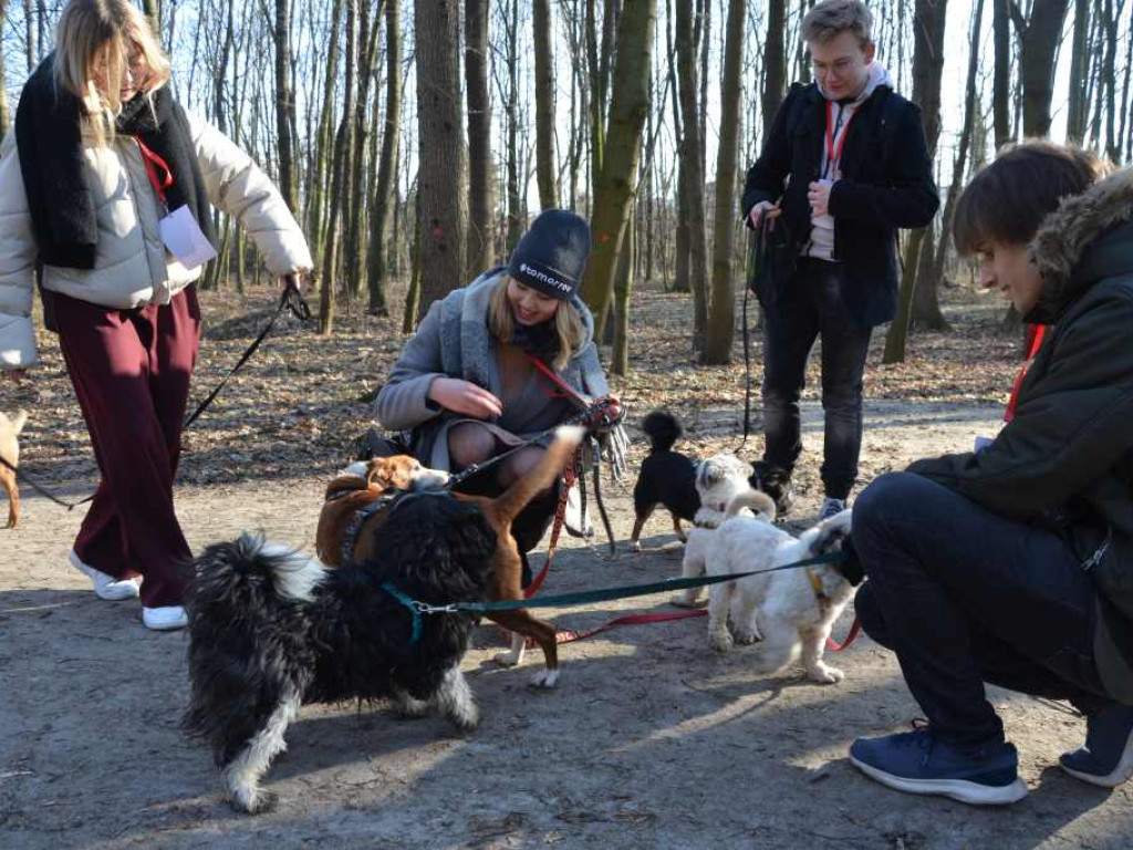 Te pieski zasługują na miłość. Uczniowie liceum opiekują się czworonogami z Amicusa