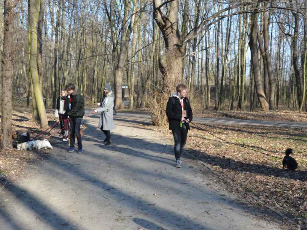 Te pieski zasługują na miłość. Uczniowie liceum opiekują się czworonogami z Amicusa