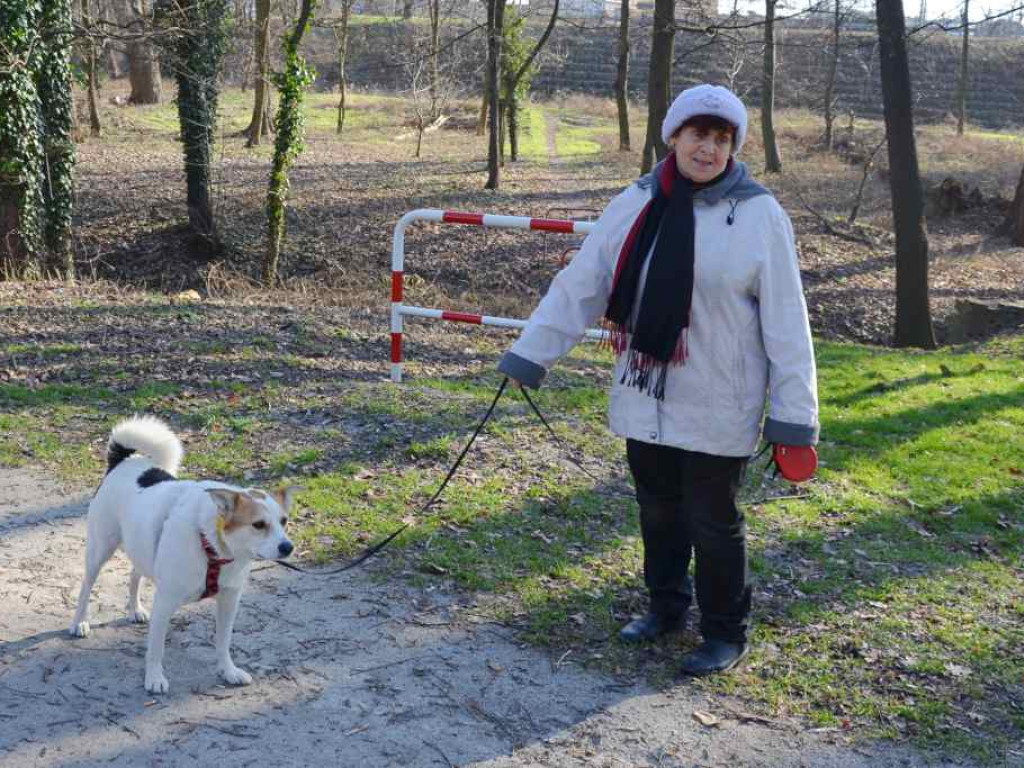Te pieski zasługują na miłość. Uczniowie liceum opiekują się czworonogami z Amicusa