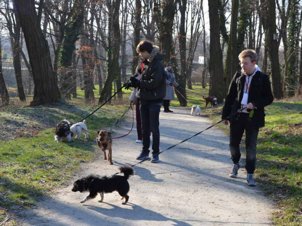 Te pieski zasługują na miłość. Uczniowie liceum opiekują się czworonogami z Amicusa