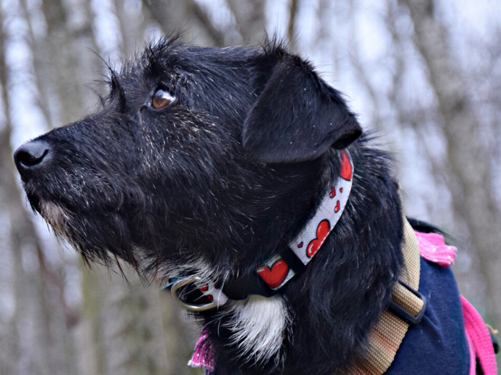 Akcja adopcyjna Amicusa: Psiaki w obiektywie. Zobacz, pomyśl, zaadoptuj! 