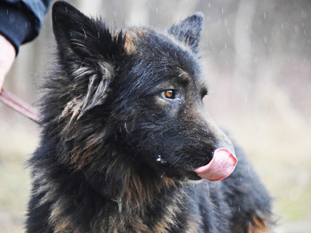 Akcja adopcyjna Amicusa: Psiaki w obiektywie. Zobacz, pomyśl, zaadoptuj! 