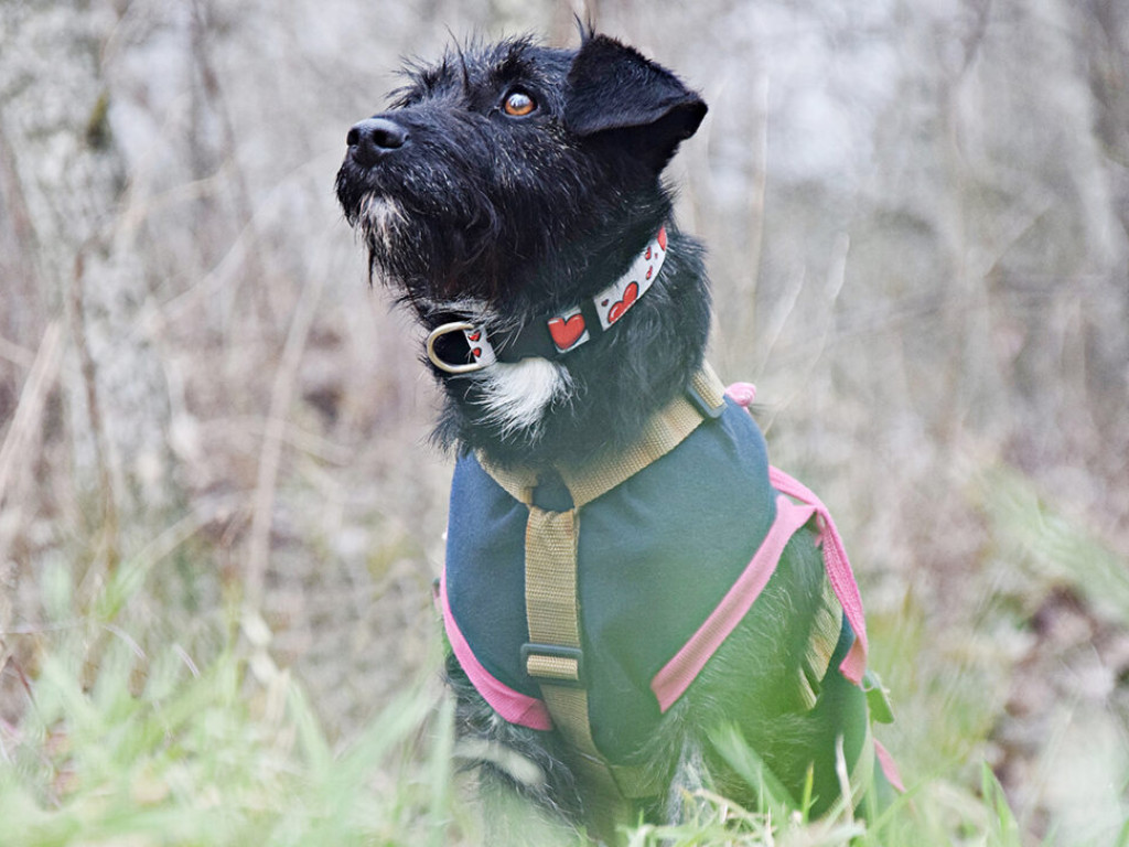 Akcja adopcyjna Amicusa: Psiaki w obiektywie. Zobacz, pomyśl, zaadoptuj! 
