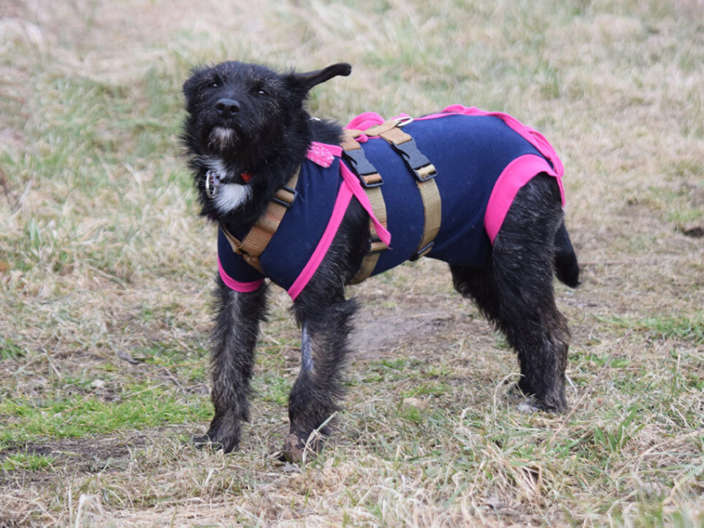 Akcja adopcyjna Amicusa: Psiaki w obiektywie. Zobacz, pomyśl, zaadoptuj! 