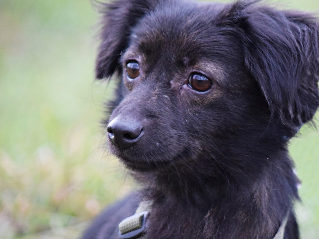 Akcja adopcyjna Amicusa: Psiaki w obiektywie. Zobacz, pomyśl, zaadoptuj! 